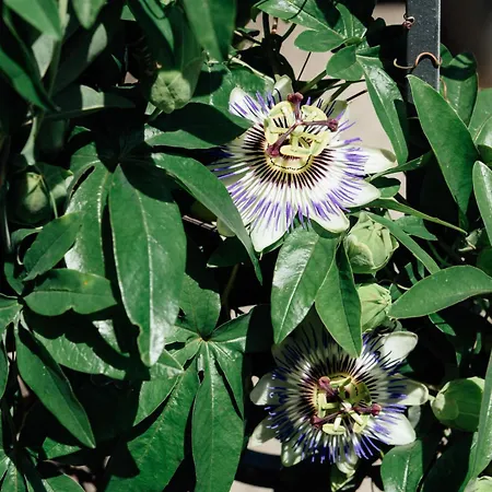 Landgasthof Paradiesli Πανδοχείο Weesen