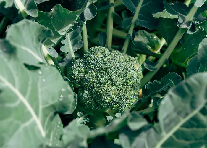 Inn Landgasthof Paradiesli *