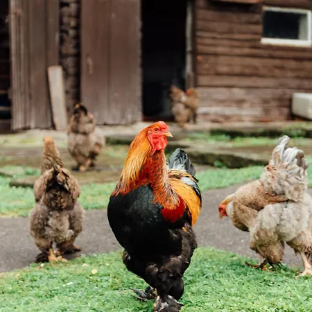Landgasthof Paradiesli Kro Weesen