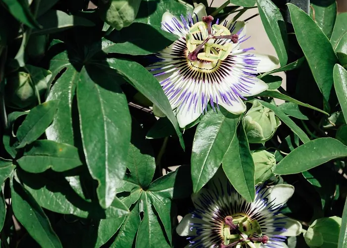 Landgasthof Paradiesli Herberg Weesen