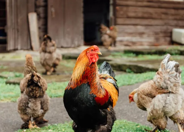 Landgasthof Paradiesli Herberg Weesen